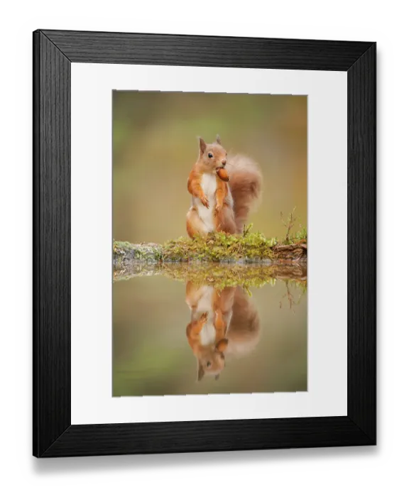 Framed Print : Red squirrel (Sciurus vulgaris) at woodland pool, feeding on nut, Scotland, UK, November. Highly commended, Animal Portraits category, British Wildlife Photography Awards (BWPA) competition 2012 Framed Print : Red squirrel (Sciurus vulgaris) at woodland pool, feeding on nut, Scotland, UK, November. Highly commended, Animal Portraits category, British Wildlife Photography Awards (BWPA) competition 2012