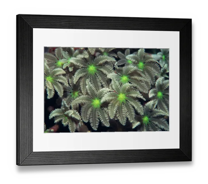Framed Print : Tree fern or Palm coral {Clavularia sp} Papua New Guinea Framed Print : Tree fern or Palm coral {Clavularia sp} Papua New Guinea
