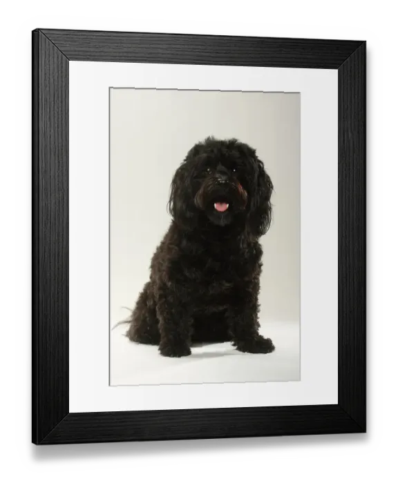 Framed Print : Havanese dog, black / Bichon Havanais, Bichon Habanero, sitting portrait Framed Print : Havanese dog, black / Bichon Havanais, Bichon Habanero, sitting portrait
