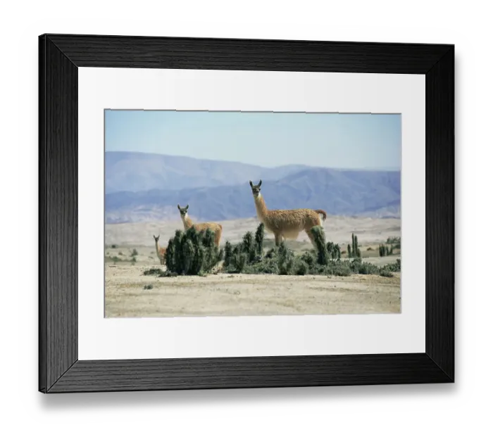 Framed Print : Guanaco {Lama guanicoe} on the Atacama Desert, Chile, c 2004 Framed Print : Guanaco {Lama guanicoe} on the Atacama Desert, Chile, c 2004