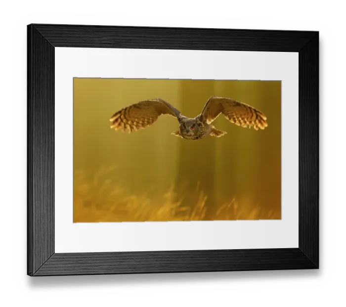 Framed Print : Eagle owl (Bubo bubo) in flight through forest, backlit at dawn, Czech Republic, November. Captive