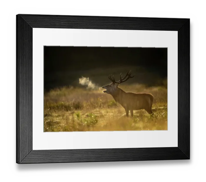 Framed Print : Red deer (Cervus elaphus) bellowing at sunrise, backlit. Richmond Park, London, UK. September Framed Print : Red deer (Cervus elaphus) bellowing at sunrise, backlit. Richmond Park, London, UK. September