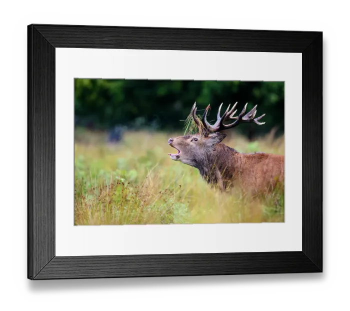 Framed Print : Red deer (Cervus elaphus) stag roaring. Richmond Park, London, UK. October Framed Print : Red deer (Cervus elaphus) stag roaring. Richmond Park, London, UK. October