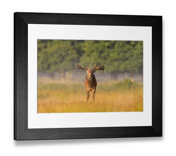 Framed Print : Red deer (Cervus elaphus) stag roaring in long grass. Richmond Park, London, UK. October Framed Print : Red deer (Cervus elaphus) stag roaring in long grass. Richmond Park, London, UK. October