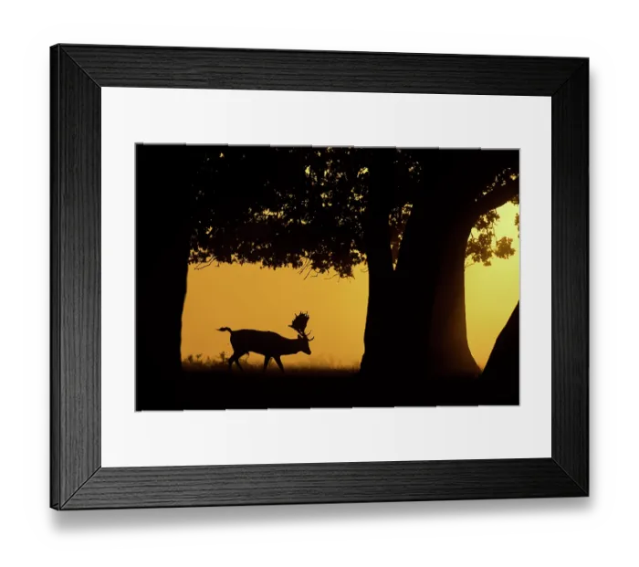 Framed Print : Fallow deer (Dama dama) stag walking, silhouetted underneath trees at sunrise. Bushy Park, London, UK. September Framed Print : Fallow deer (Dama dama) stag walking, silhouetted underneath trees at sunrise. Bushy Park, London, UK. September