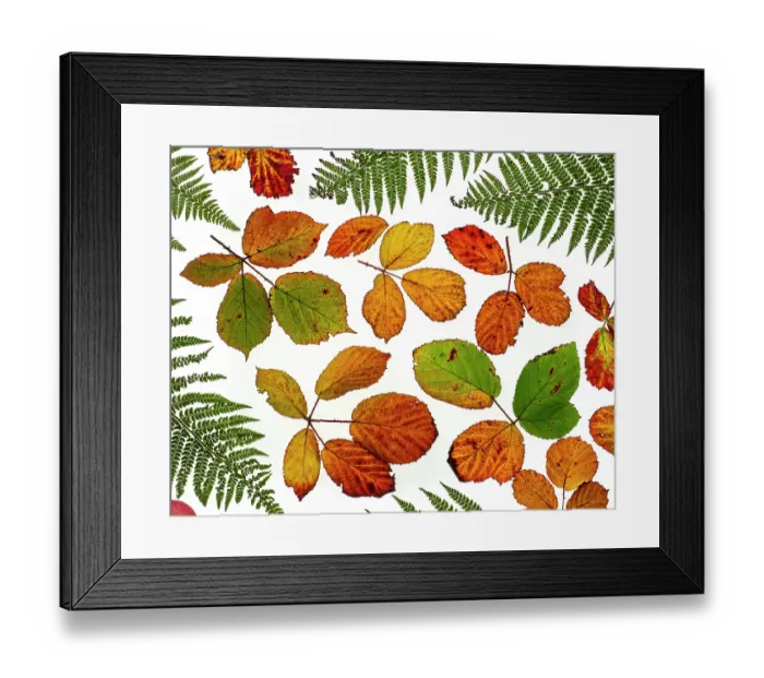 Framed Print : RF - Arrangement of Bramble leaves (Rubus fruticosus) changing colour in autumn with Bracken (This image may be licensed either as rights managed or royalty free.) Framed Print : RF - Arrangement of Bramble leaves (Rubus fruticosus) changing colour in autumn with Bracken (This image may be licensed either as rights managed or royalty free.)