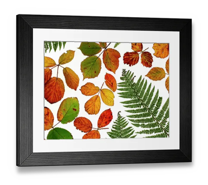 Framed Print : RF - Arrangement of Bramble leaves (Rubus )changing colour in autumn with Bracken (This image may be licensed either as rights managed or royalty free.) Framed Print : RF - Arrangement of Bramble leaves (Rubus )changing colour in autumn with Bracken (This image may be licensed either as rights managed or royalty free.)