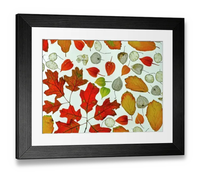 Framed Print : RF - Arrangement of autumn leaves, Honesty seeds and Chinese lantern (Physalis alkekengi) leaves. (This image may be licensed either as rights managed or royalty free.) Framed Print : RF - Arrangement of autumn leaves, Honesty seeds and Chinese lantern (Physalis alkekengi) leaves. (This image may be licensed either as rights managed or royalty free.)