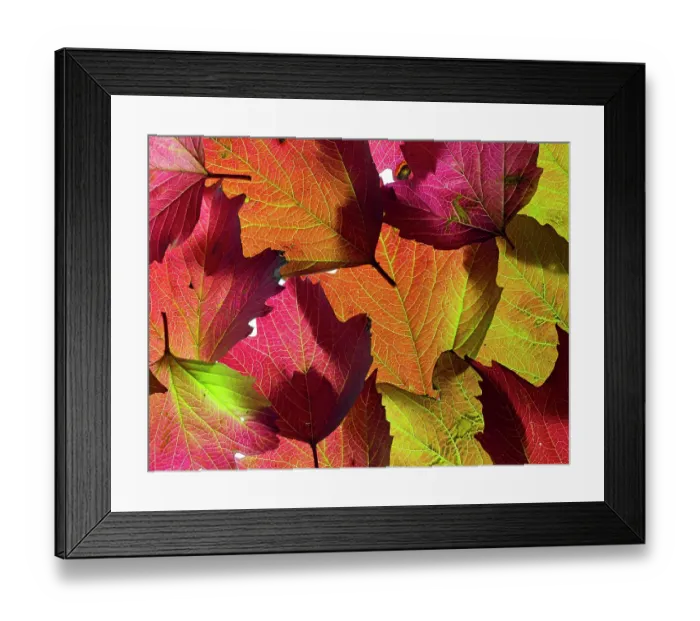 Framed Print : RF - Autumn leaves of Guelder Rose (Viburnum opulus). (This image may be licensed either as rights managed or royalty free.) Framed Print : RF - Autumn leaves of Guelder Rose (Viburnum opulus). (This image may be licensed either as rights managed or royalty free.)