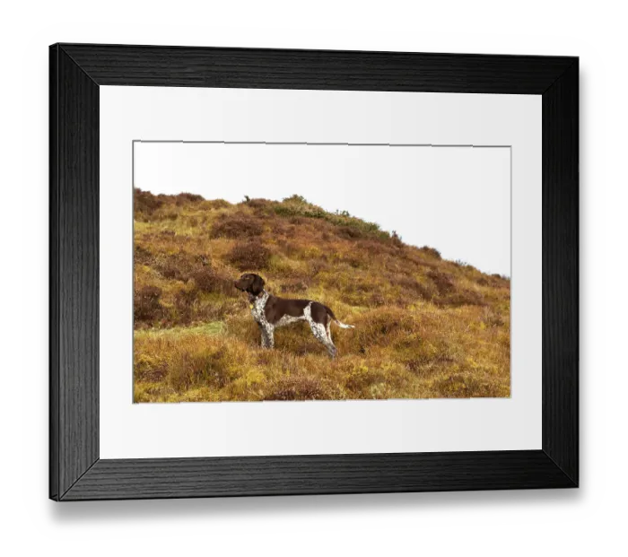Framed Print : German short-haired pointer standing in acid grassland Framed Print : German short-haired pointer standing in acid grassland