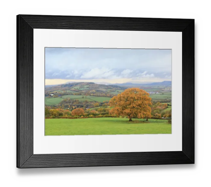 Framed Print : Oak (Quercus sp) tree and surrounding countryside in autumn. Near Monmouth, Monmouthshire, Wales, UK. November 2018 Framed Print : Oak (Quercus sp) tree and surrounding countryside in autumn. Near Monmouth, Monmouthshire, Wales, UK. November 2018