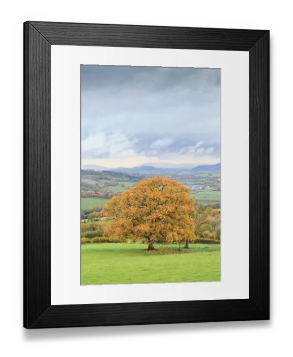 Framed Print : Autumn colours in countryside with Oak (Querus sp) tree. Near Monmouth, Monmouthshire, Wales, UK. November 2018 Framed Print : Autumn colours in countryside with Oak (Querus sp) tree. Near Monmouth, Monmouthshire, Wales, UK. November 2018