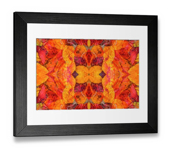 Framed Print : Kaleidoscopic image of autumn leaves. UK Framed Print : Kaleidoscopic image of autumn leaves. UK