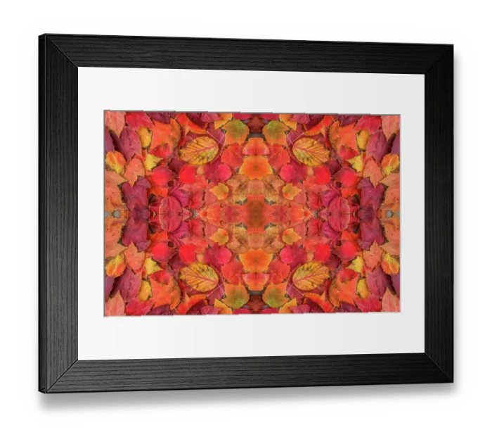 Framed Print : Kaleidoscopic image of autumn leaves. UK
