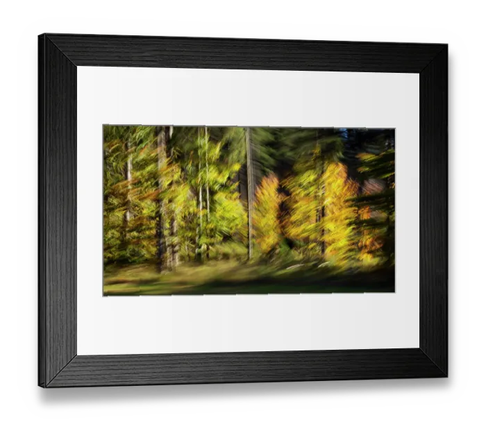Framed Print : Mixed forest in autumn, abstract, Upper Bavaria, Germany, October Framed Print : Mixed forest in autumn, abstract, Upper Bavaria, Germany, October