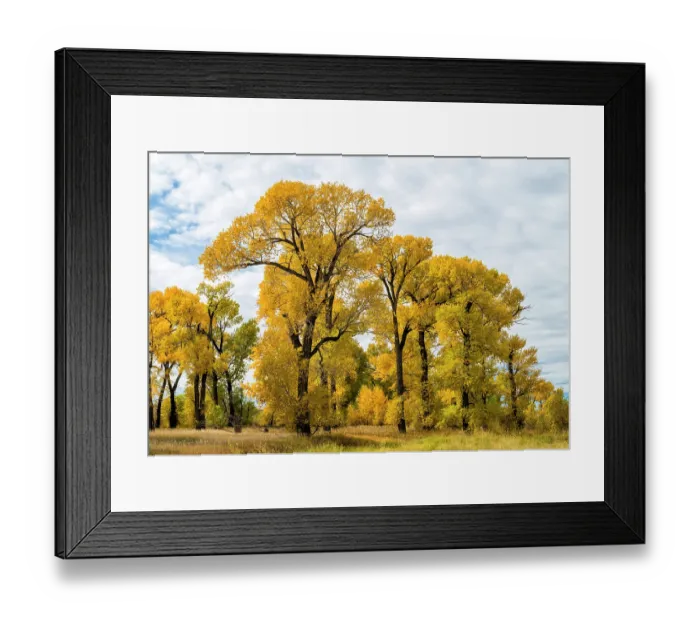 Framed Print : Narrowleaved cottonwood trees (Populus angustifolia) in autumn color mark a wet area on the prairie. Montana, USA. October Framed Print : Narrowleaved cottonwood trees (Populus angustifolia) in autumn color mark a wet area on the prairie. Montana, USA. October