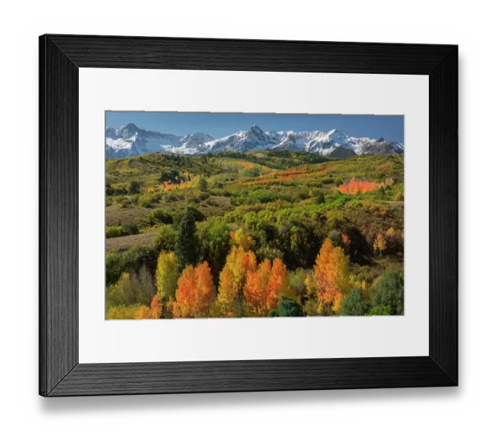 Framed Print : Autumn colours below the Sneffels Range in the Rocky Mountains, from Dallas Divide. Uncompahgre National Forest, Colorado, USA. October Framed Print : Autumn colours below the Sneffels Range in the Rocky Mountains, from Dallas Divide. Uncompahgre National Forest, Colorado, USA. October
