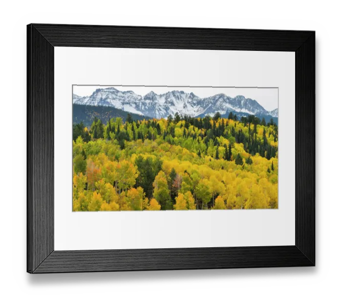 Framed Print : Autumn quaking aspens (Populus tremuloides) with mixed evergreens below the Sneffels Range. Uncompahgre National Forest, Colorado, USA. October Framed Print : Autumn quaking aspens (Populus tremuloides) with mixed evergreens below the Sneffels Range. Uncompahgre National Forest, Colorado, USA. October