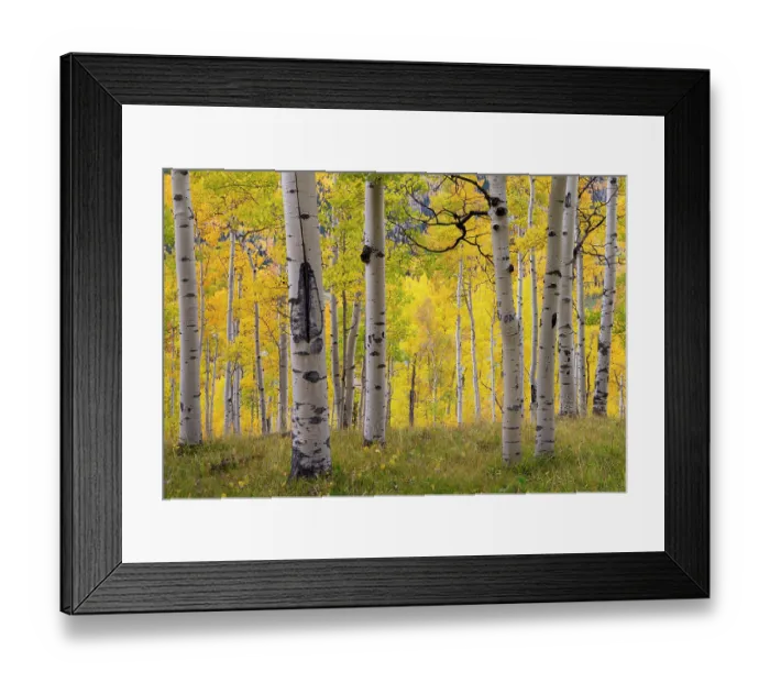 Framed Print : Autumn quaking aspen grove (Populus tremuloides) with trunks scarred by browsing elk (Cervus canadensis). Below Turret Ridge, Uncompahgre National Forest, Colorado, USA. October Framed Print : Autumn quaking aspen grove (Populus tremuloides) with trunks scarred by browsing elk (Cervus canadensis). Below Turret Ridge, Uncompahgre National Forest, Colorado, USA. October
