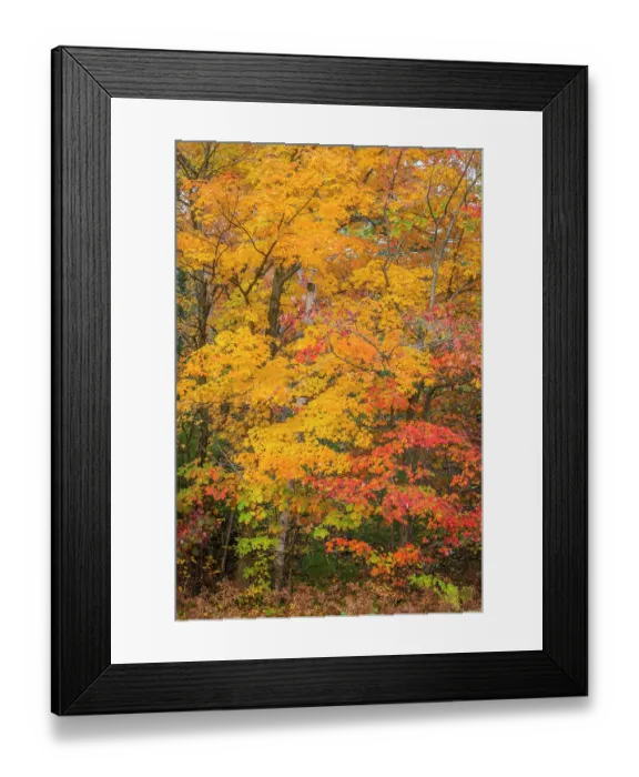 Framed Print : Yellow sugar maple tree (Acer saccharum) and red maple tree (Acer rubrum) in autumn colour. Nicolet National Forest, Wisconsin, USA. October Framed Print : Yellow sugar maple tree (Acer saccharum) and red maple tree (Acer rubrum) in autumn colour. Nicolet National Forest, Wisconsin, USA. October