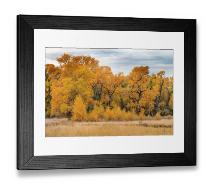 Framed Print : Narrowleaved cottonwood trees (Populus angustifolia) in autumn colour mark a wet area on the prairie. Montana, USA, October Framed Print : Narrowleaved cottonwood trees (Populus angustifolia) in autumn colour mark a wet area on the prairie. Montana, USA, October