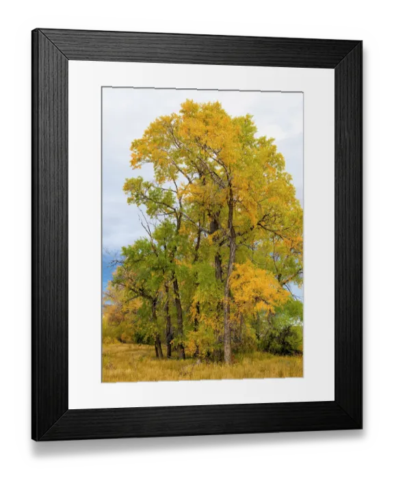 Framed Print : Narrowleaved cottonwood trees (Populus angustifolia) in autumn colour mark a wet area on the prairie. Montana, USA, October Framed Print : Narrowleaved cottonwood trees (Populus angustifolia) in autumn colour mark a wet area on the prairie. Montana, USA, October
