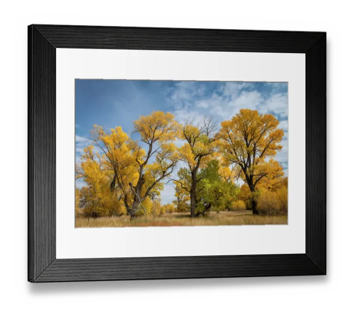 Framed Print : Narrowleaved cottonwood trees (Populus angustifolia) in autumn colour mark a wet area on the prairie. Montana, USA, October Framed Print : Narrowleaved cottonwood trees (Populus angustifolia) in autumn colour mark a wet area on the prairie. Montana, USA, October