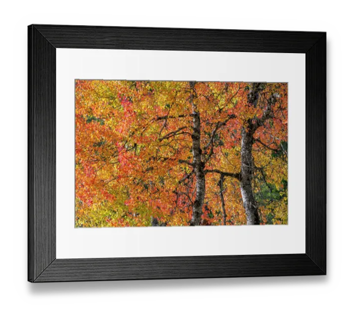 Framed Print : Eurasian aspen tree in autumn (Populus tremula), Dolomites, Italy, October Framed Print : Eurasian aspen tree in autumn (Populus tremula), Dolomites, Italy, October