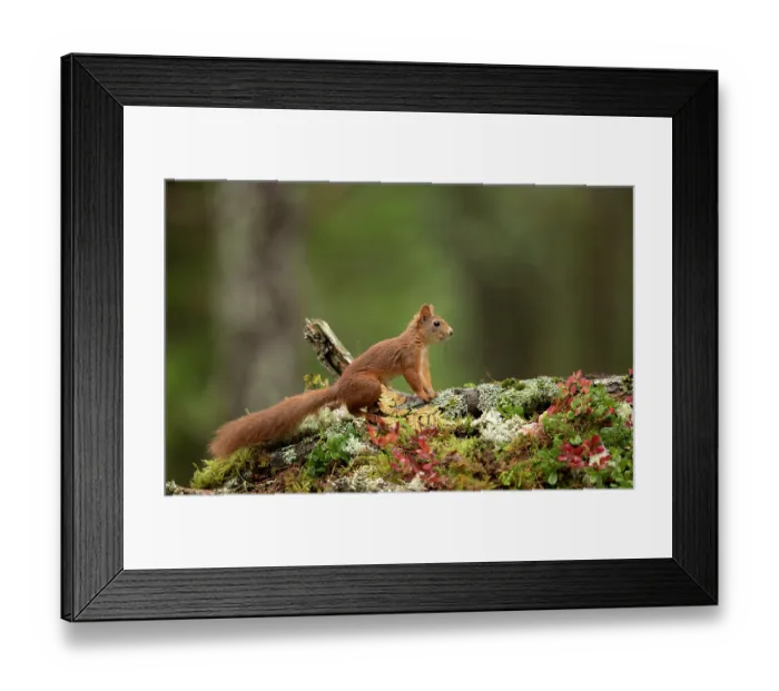 Framed Print : Red Squirrel (Sciurus vulgaris) resting on a branch in Autumn colours. Norway, September Framed Print : Red Squirrel (Sciurus vulgaris) resting on a branch in Autumn colours. Norway, September