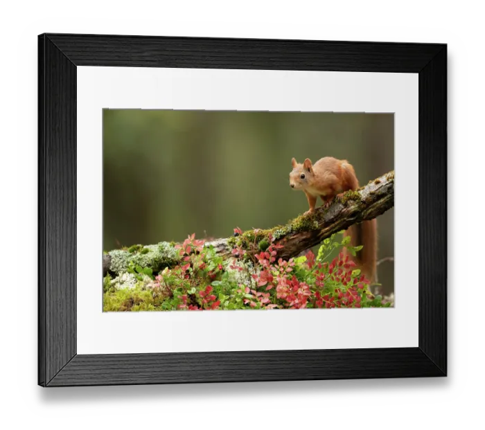 Framed Print : Red Squirrel (Sciurus vulgaris) on a branch in Autumn colours. Norway, September Framed Print : Red Squirrel (Sciurus vulgaris) on a branch in Autumn colours. Norway, September