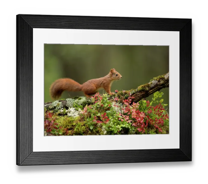 Framed Print : Red Squirrel (Sciurus vulgaris) resting on a branch in Autumn colours. Norway, September Framed Print : Red Squirrel (Sciurus vulgaris) resting on a branch in Autumn colours. Norway, September