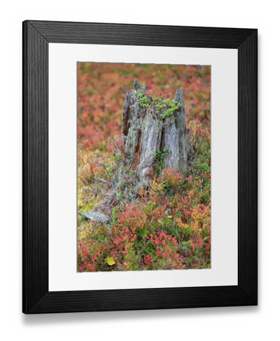 Framed Print : Old tree stump surrounded by autumn colours, Old-growth pine forest, Muddus National Park, Laponia UNESCO World Heritage Site, Norrbotten, Lapland, Sweden September 2020