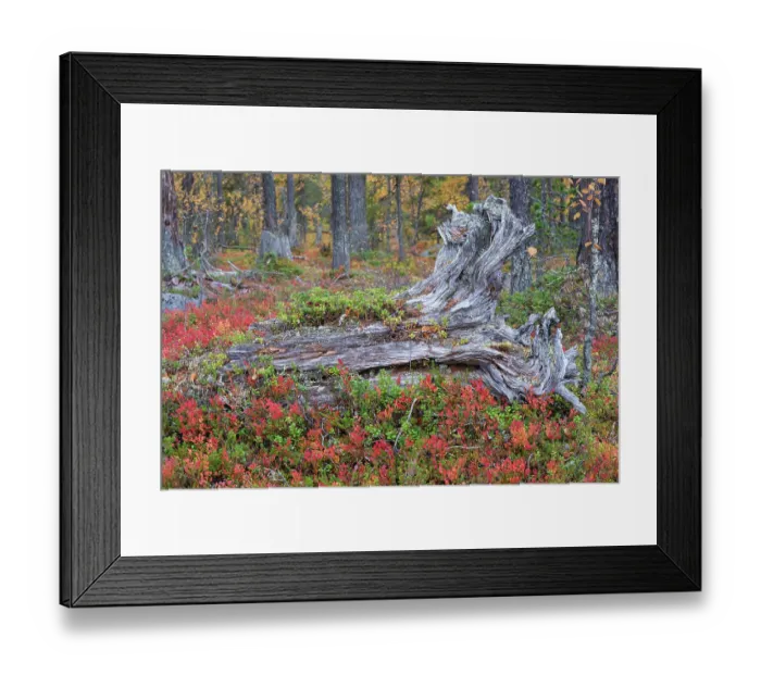 Framed Print : Old tree stumps in old-growth pine forest, Muddus National Park, Laponia UNESCO World Heritage Site, Norrbotten, Lapland, Sweden September 2020