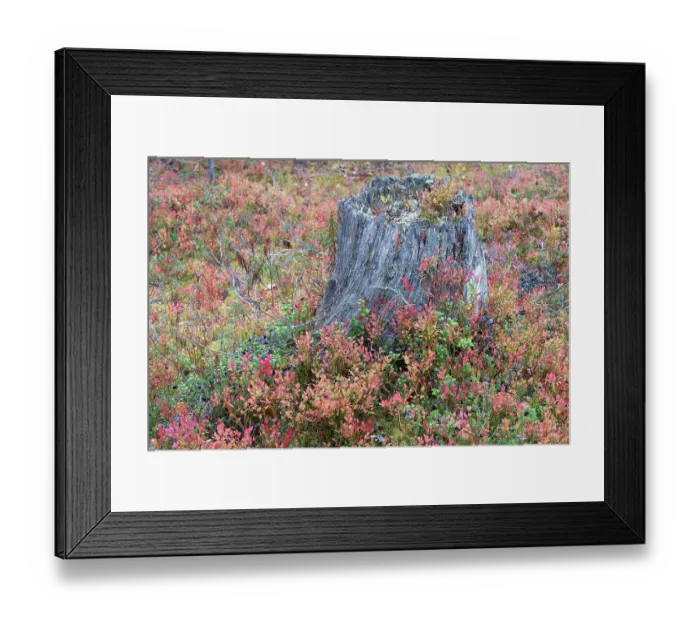Framed Print : Old tree stump in old-growth pine forest, Muddus National Park, Laponia UNESCO World Heritage Site, Norrbotten, Lapland, Sweden September 2020 Framed Print : Old tree stump in old-growth pine forest, Muddus National Park, Laponia UNESCO World Heritage Site, Norrbotten, Lapland, Sweden September 2020