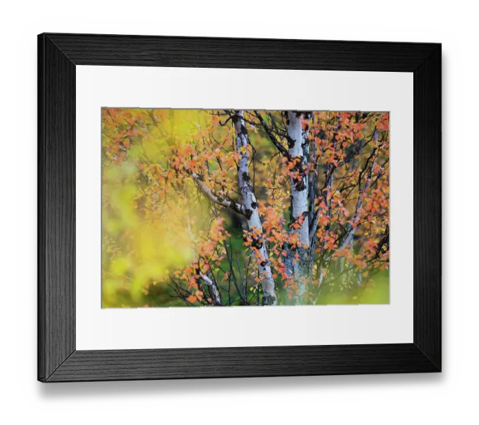 Framed Print : Autumn coloured Mountain birch trees, (Betula pubescens var, tortuosa) Stora Sjoefallet National Park, Laponia UNESCO World Heritage Site, Norrbotten, Lapland