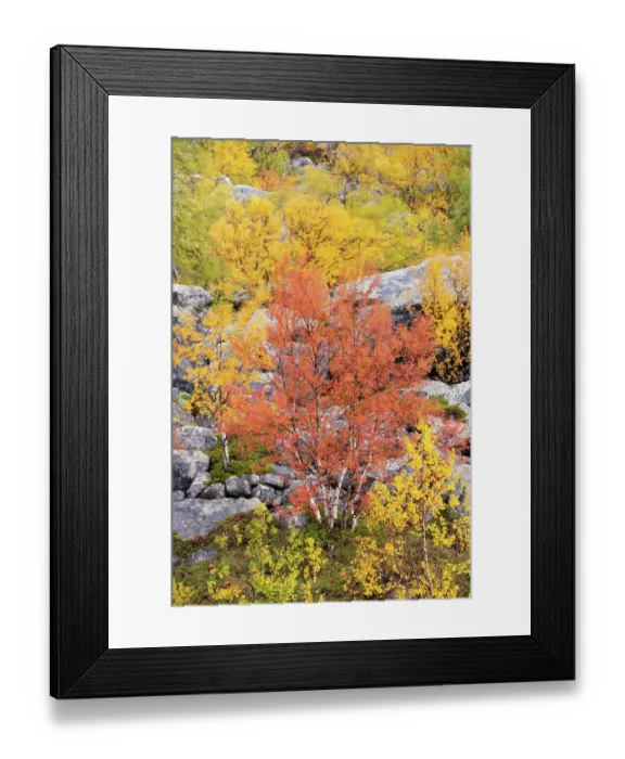 Framed Print : Autumn coloured Mountain birch trees (Betula poubescens var, tortuosa) Stora Sjoefallet National Park, Laponia UNESCO World Heritage Site, Norrbotten, Lapland Framed Print : Autumn coloured Mountain birch trees (Betula poubescens var, tortuosa) Stora Sjoefallet National Park, Laponia UNESCO World Heritage Site, Norrbotten, Lapland