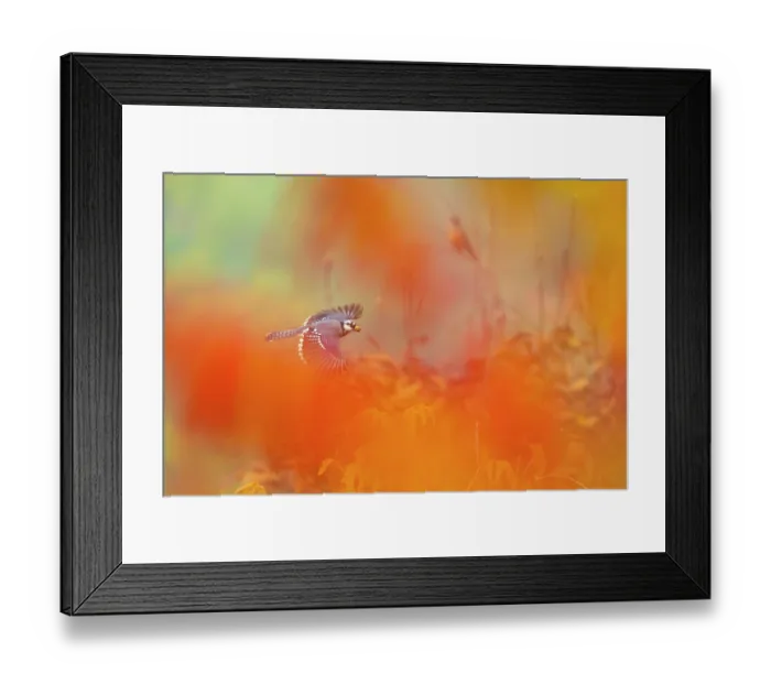 Framed Print : Blue Jay (Cyanocitta cristata) in flight carrying an acorn, photographed through red autumn foliage, October, Ithaca, New York Framed Print : Blue Jay (Cyanocitta cristata) in flight carrying an acorn, photographed through red autumn foliage, October, Ithaca, New York
