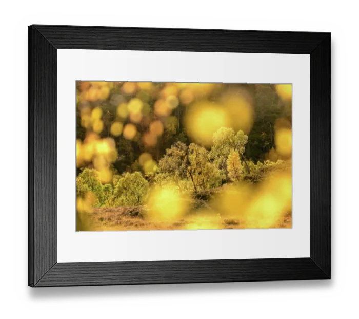 Framed Print : RF - Downy birch (Betula pubescens) changing to autumn colours. Caledonian pine forest, Glen Strathfarrar, Scottish Highlands. Scotland. October Framed Print : RF - Downy birch (Betula pubescens) changing to autumn colours. Caledonian pine forest, Glen Strathfarrar, Scottish Highlands. Scotland. October