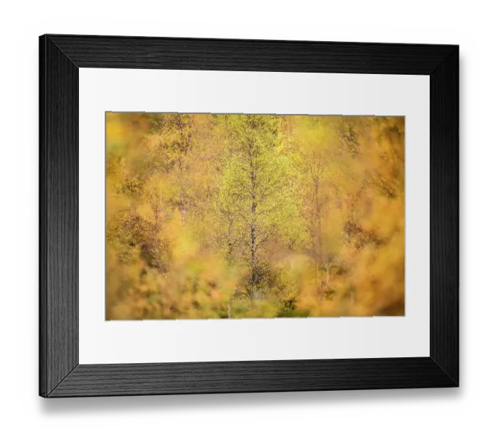 Framed Print : Downy birch (Betula pubescens) changing to autumn colours. Caledonian pine forest, Glen Affric, Scottish Highlands. Scotland. October Framed Print : Downy birch (Betula pubescens) changing to autumn colours. Caledonian pine forest, Glen Affric, Scottish Highlands. Scotland. October