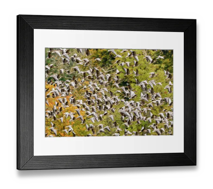 Framed Print : Pink footed geese (Anser brachyrhynchus) flock taking flight Framed Print : Pink footed geese (Anser brachyrhynchus) flock taking flight