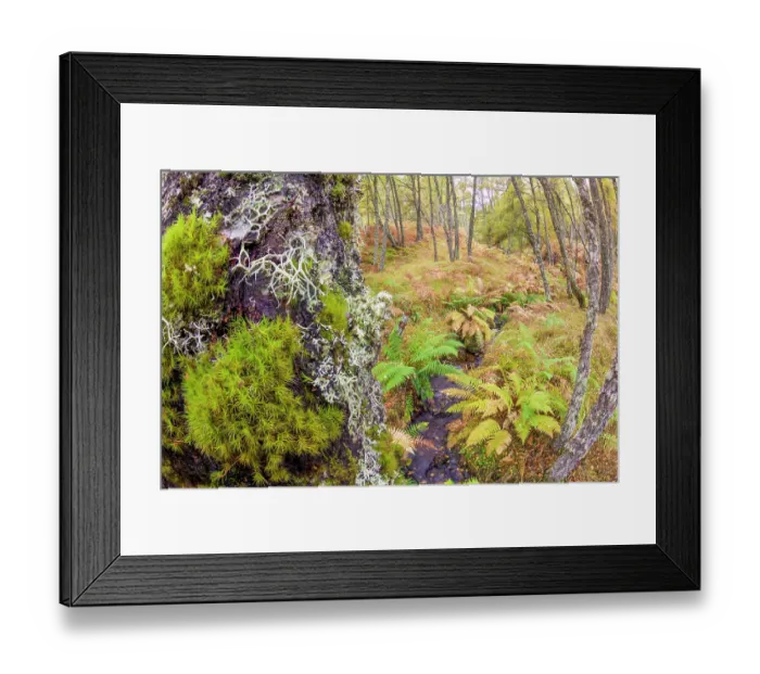 Framed Print : Birch woodland in Autumn, showing extensive growth of mosses and liches on tree trunks Framed Print : Birch woodland in Autumn, showing extensive growth of mosses and liches on tree trunks