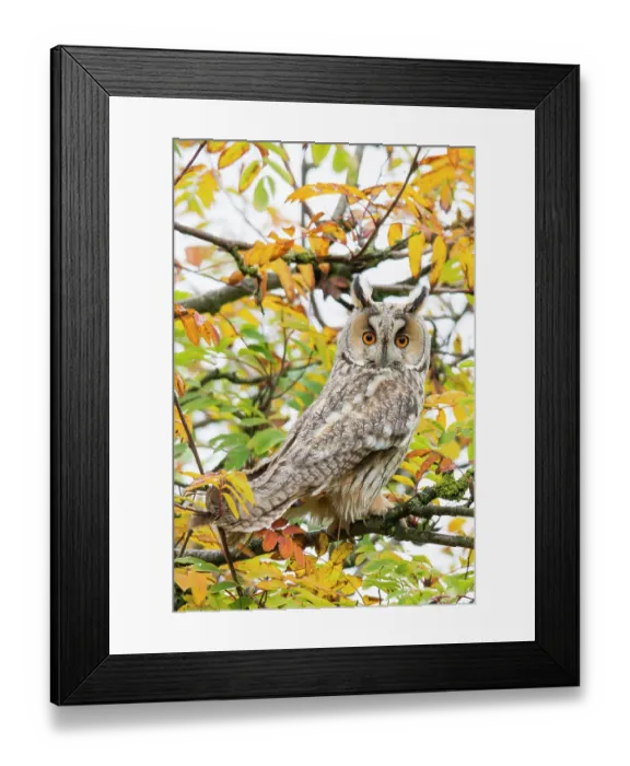 Framed Print : Long-eared owl (Asio otus) portrait Framed Print : Long-eared owl (Asio otus) portrait