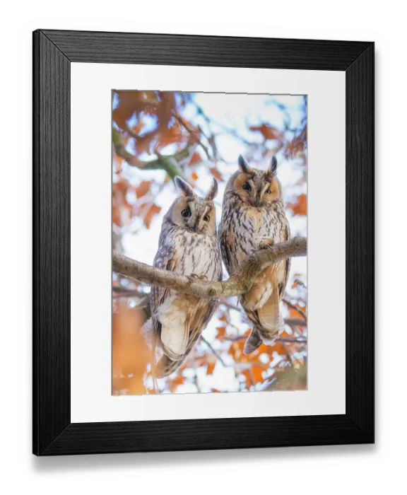 Framed Print : Long-eared owls (Asio otus) two owls perching side by side in tree Framed Print : Long-eared owls (Asio otus) two owls perching side by side in tree