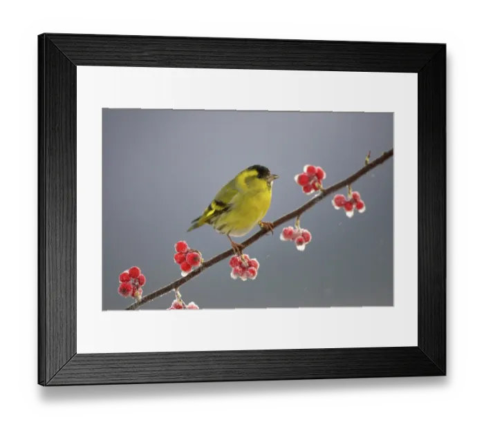 Framed Print : Siskin (Carduelis spinus) male perched on frosted Cotoneaster branch, Scotland, UK Framed Print : Siskin (Carduelis spinus) male perched on frosted Cotoneaster branch, Scotland, UK