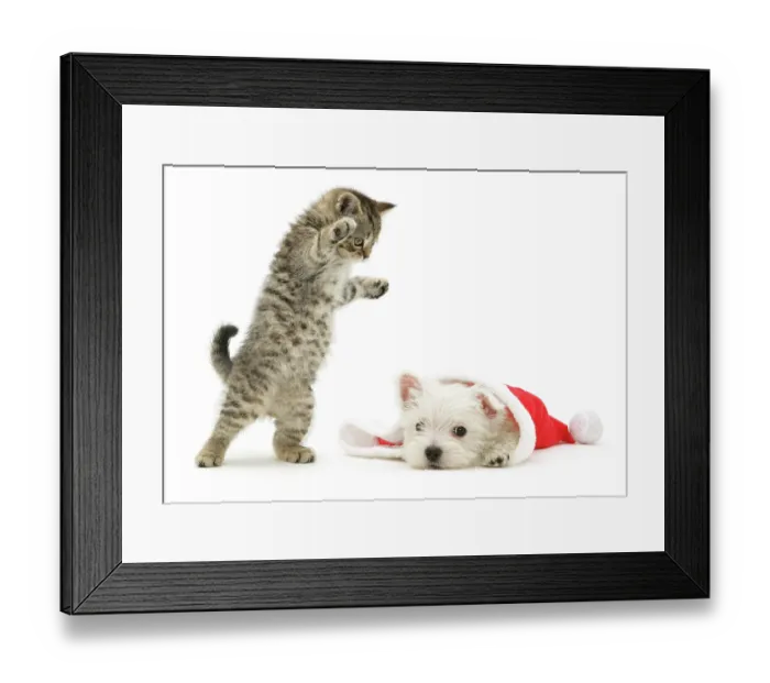 Framed Print : A playful tabby kitten pouncing on a West Highland White Terrier puppy as he pokes his head out from a Father Christmas hat