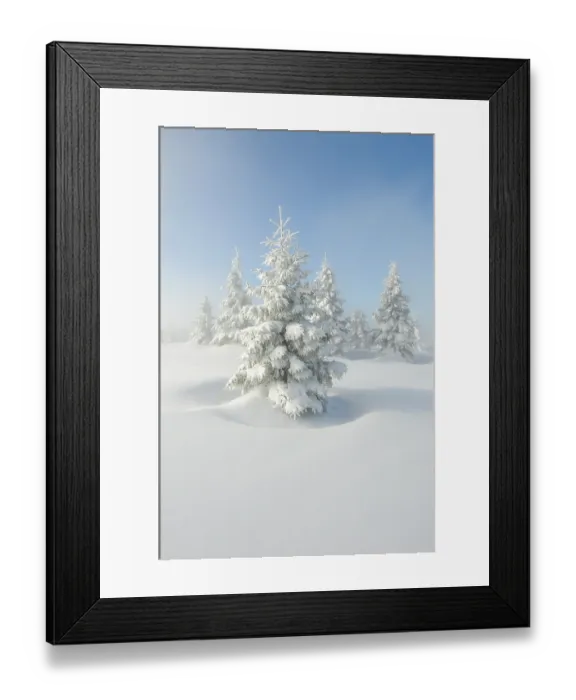 Framed Print : European Silver firs (Abies alba / pectinata) on Hauts Fourneaux, Ballon des Vosges Nature Park, Vosges, Lorraine, France, January 2009 Framed Print : European Silver firs (Abies alba / pectinata) on Hauts Fourneaux, Ballon des Vosges Nature Park, Vosges, Lorraine, France, January 2009