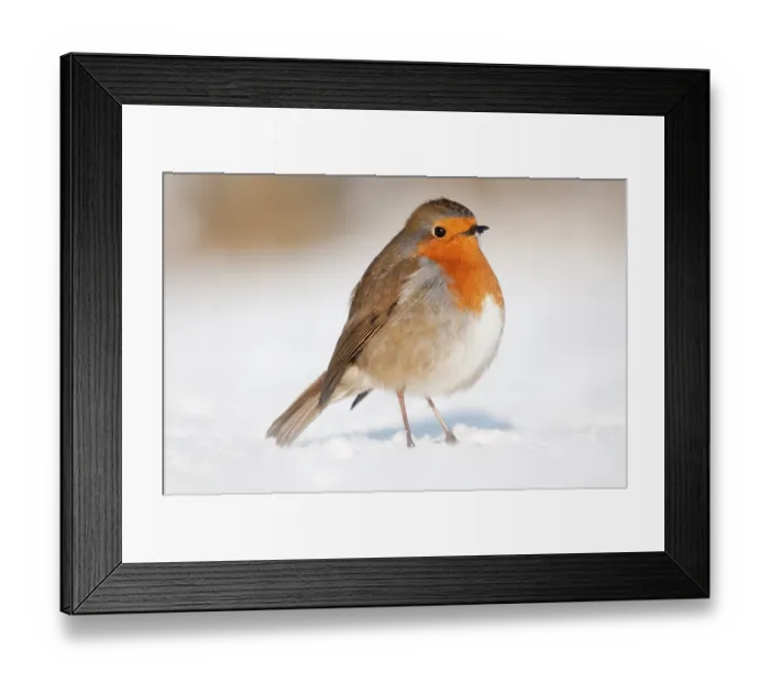 Framed Print : Robin (Erithacus rubecula) on snow covered garden lawn. Nr Bradworthy, Devon, England, UK. January Framed Print : Robin (Erithacus rubecula) on snow covered garden lawn. Nr Bradworthy, Devon, England, UK. January