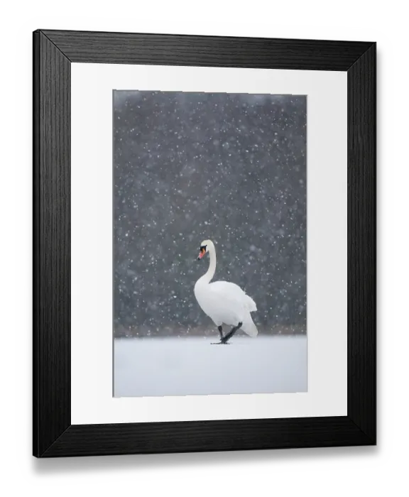 Framed Print : Mute swan (Cygnus olor) walking across a frozen lake during a blizzard. Derbyshire, UK, January (non-ex) Framed Print : Mute swan (Cygnus olor) walking across a frozen lake during a blizzard. Derbyshire, UK, January (non-ex)