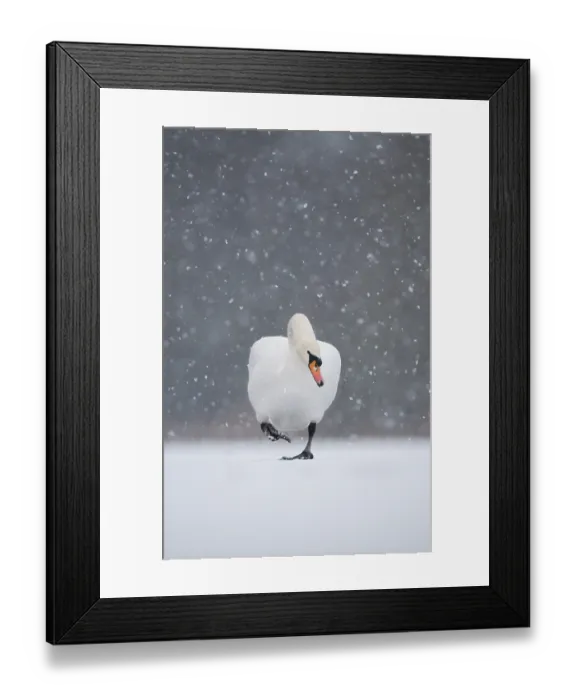 Framed Print : Mute swan (Cygnus olor) walking across frozen lake during a blizzard. Derbyshire, UK, January (non-ex) Framed Print : Mute swan (Cygnus olor) walking across frozen lake during a blizzard. Derbyshire, UK, January (non-ex)