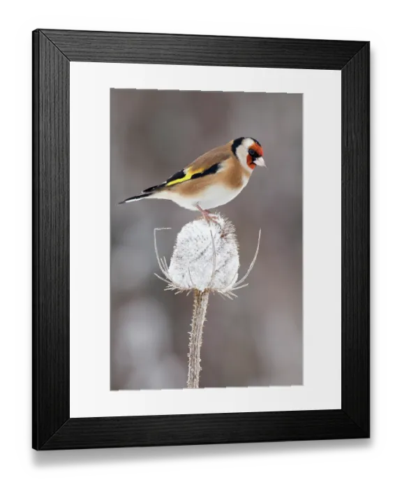 Framed Print : Goldfinch (Carduelis carduelis) perched on Teasel seed head in frost, December, UK Framed Print : Goldfinch (Carduelis carduelis) perched on Teasel seed head in frost, December, UK